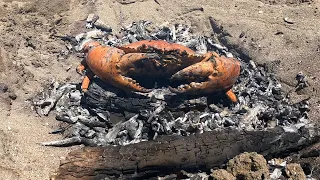 Giant MUD CRAB Catch - Cooked on BEACH CAMP FIRE