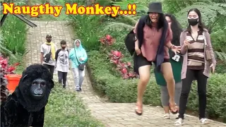 Naughty monkey..!! Funny reaction to meet a monkey