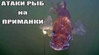 Рыбалка🎣 Атаки Судака Сазана Жереха Щуки на разные приманки 🐟 Подводная съёмка Реакция рыбы