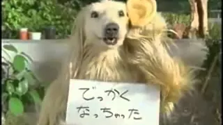 el perro japones