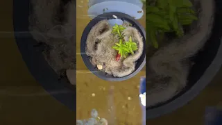 Can This Plant Grow In My Tank?