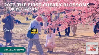 4k hdr japan |  In 2023, the first cherry blossom walk in Tokyo |The pink Kawazu Sakura is beautiful