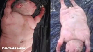 В ЮАР овца родила «получеловека» | South African Sheep Births Half Human Half Beast