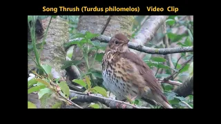 Song Thrush (Turdus philomelos) Song,  TRVP 18 04 2022