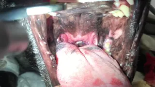 Palatoplasty for BOAS in French Bulldog/Палатопластика при BOAS у французского бульдога