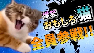 爆笑おもしろネコ🐱🐱🐱全員参戦!!　【総集編】