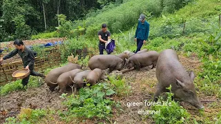 Robert sold wild pigs for the first time. Green forest life (ep206)