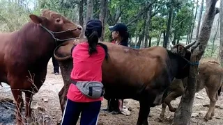 natural animal meeting|cow bull and buffalo|#hybridmating|#crossmeeting