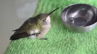 Baby Hummingbird After Rescue