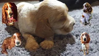 Cocker Spaniel Angielski Spanielland Orange Roan 575000819