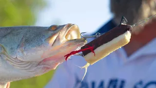 HOMEMADE LURE CATCHES BARRAMUNDI || Melville Island