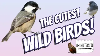 The Cutest Wild Birds!!!