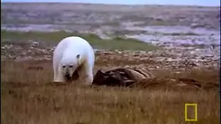 Animal Winter Games: Food Snatch | National Geographic