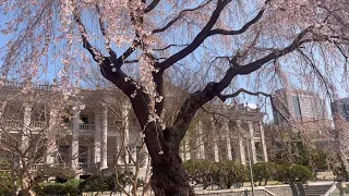 [1hour] Air - Cherry Blossom Girl 1시간 연속재생 Music Loop