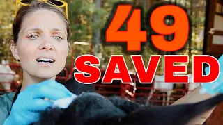 49 Saved from Slaughter - Horse Shelter Heroes S4E38