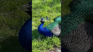 Peacock Nice Voice