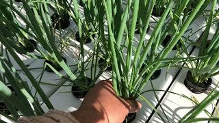 Hydroponic farming , spring onion madness :)