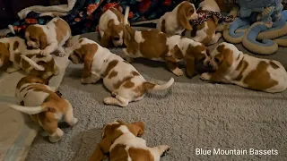 7 week old Basset Hound puppies 🐶