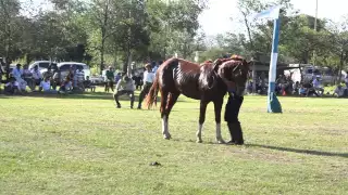 EL CHUECO FERREYRA PARTE 1