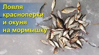 БЕШЕНЫЙ КЛЁВ КРАСНОПЕРКИ СО ЛЬДА! Зимняя рыбалка на мормышку, НА ИГРУ!