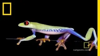 Frogs in Focus | National Geographic