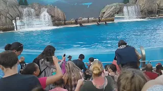 Orca show