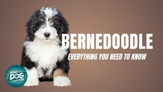 Bernedoodle Dog Breed Guide: What People Love About The Bernedoodle | Dogs 101