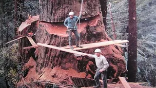 Amazing Dangerous Skills Fastest Big Tree Felling - Biggest Chainsaw Felling Tree Skill
