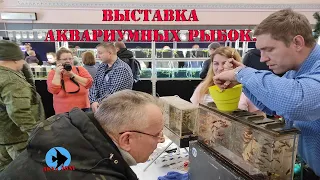 Выставка аквариумных рыбок. Exhibition of aquarium fish.