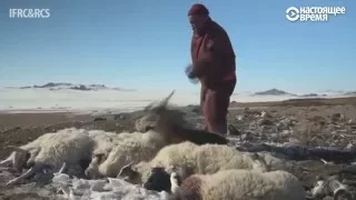 Суровая Монголия. Дзуд собирает черную дань