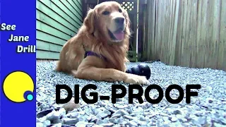 How to Build an Outdoor Pet Area Your Dog Will Love