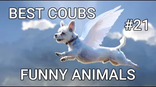 Best Animals Coub #21-СМЕШНЫЕ ЖИВОТНЫЕ 2022-ТОПовая подборка-Funny Animals Videos Compilation 2022