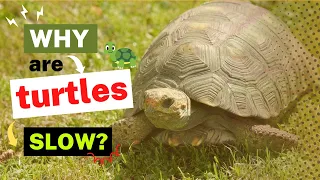 Why Are Turtles So Slow? The Evolutionary Biology Behind Their Pace