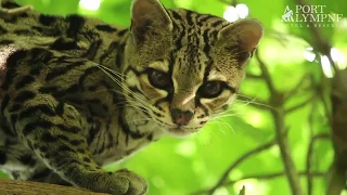 Small Carnivore September: Species Spotlight: Margay