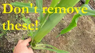 Sweetcorn suckers / tillers - why I don't remove them