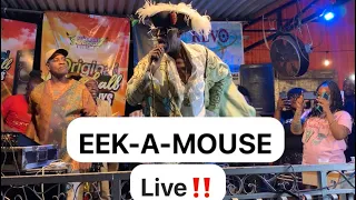 Eek-A-Mouse came out with a Bang‼️Displaying Versatility & Style #eekamouse #europe #reggaemusic