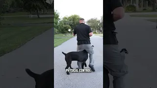 Watch Before Getting Cane Corso!