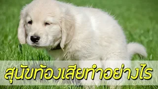 ถ้าสุนัขท้องเสียควรทำอย่างไร !?