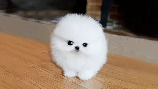 POMERANIAN THE CUTEST DOGS