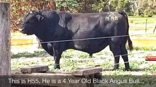 Semen Collection from a Black Angus Bull