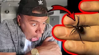 BLACK WIDOW BITE CHALLENGE!! **Will it BITE?**