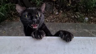 Black Cat Meows Loudly all the time because it's so hungry.