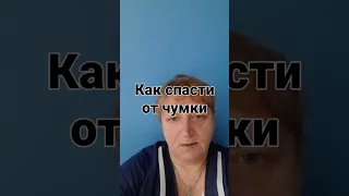 вылечить водкой чумку у кошек и собак