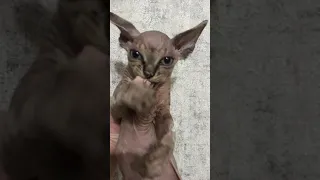 Вечно голодный сфинкс украл еду со стола 😁🥰| Kitten of the breed Canadian Sphynx