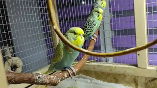 Вольер с попугайчиками