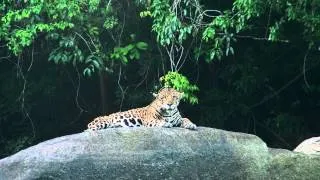 Suriname Jaguar