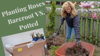 How to plant David Austin Roses| Bare Root vs Potted Roses | David Austin Rose unboxing 🌹❄️