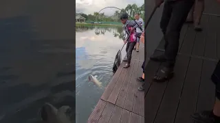 15 kg patin at hulu langat fishing resort