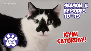 ICYMI Caturday! * Lucky Ferals S4 Episodes 70 - 79 * Cat Family Vlog