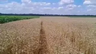 Результаты десикации ДИКВАТ на посевах пшеницы /  Results of desiccation DIQUAT on sowing of wheat